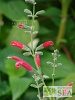 Salvia x westerae 'Elk Hot Pink'