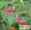 Salvia x westerae 'Elk Hot Pink'