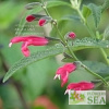 Salvia x westerae 'Elk Hot Pink'