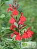 Salvia x 'Elk Orange Spires'