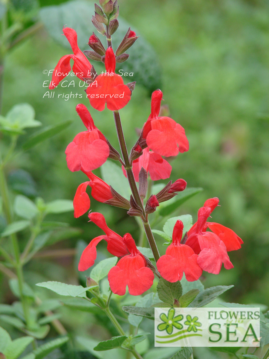 Salvia x 'Elk Orange Spires'