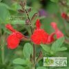 Salvia x 'Elk Orange Spires'