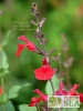 Salvia x 'Elk Cranberry Red'