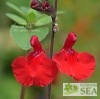 Salvia x 'Elk Cranberry Red'