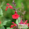 Salvia x 'Elk Cranberry Red'