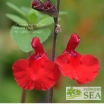 Salvia x 'Elk Cranberry Red'