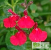 Salvia x 'Elk Screamin' Scarlet'