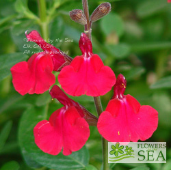 Salvia x 'Elk Screamin' Scarlet'