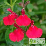 Salvia x 'Elk Screamin' Scarlet'