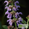 Salvia miltiorrhiza 'Super Elk'