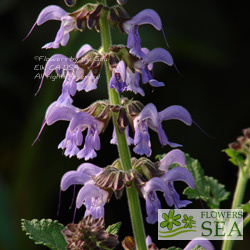 Salvia miltiorrhiza 'Super Elk'