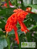 Salvia splendens van houttei 'Elk Giant Orange'