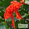 Salvia splendens van houttei 'Elk Giant Orange'