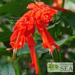 Salvia splendens van houttei 'Elk Giant Orange'