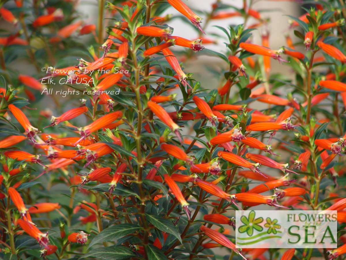 Get Cuphea ignea (Firecracker Plant) online at FBTS