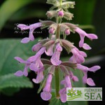 Stachys chamissonis 'Ted's Giant'