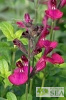 Salvia VIBE® 'Ignition Fuchsia'