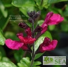 Salvia VIBE® 'Ignition Fuchsia'