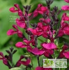 Salvia VIBE® 'Ignition Fuchsia'