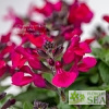 Salvia VIBE® 'Ignition Fuchsia'