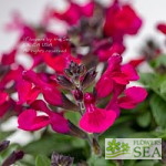 Salvia x 'Elk Blue Note'