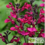 Salvia microphylla 'Variegata'