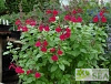 Salvia x 'Elk Raspberry Moose'