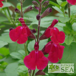 Salvia x 'Elk Raspberry Moose'