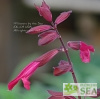 Salvia x 'Skyscraper Dark Purple'