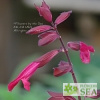 Salvia x 'Skyscraper Dark Purple'