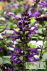 Salvia 'Purple & Bloom'