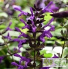 Salvia 'Purple & Bloom'