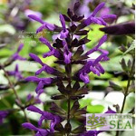 Salvia 'Purple & Bloom'