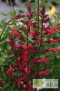 Salvia darcyi x splendens 'Roman Red'