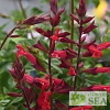 Salvia darcyi x splendens 'Roman Red'