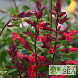 Salvia darcyi x splendens 'Roman Red'