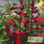 Salvia darcyi x splendens 'Roman Red'