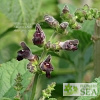 Salvia przewalskii 'CC5795'