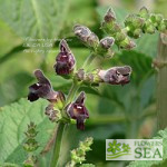 Salvia przewalskii 'CC5795'