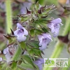 Salvia plebeia