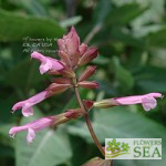 Salvia x 'Kisses and Wishes'