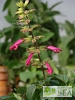 Salvia Fashion Cherry