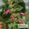 Salvia Fashion Cherry