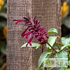 Salvia Fashion Burgundy