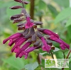 Salvia Fashion Burgundy