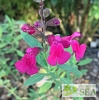 Salvia WINDWALKER® Desert Rose