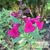 Salvia WINDWALKER® Desert Rose