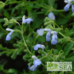 Salvia sarmentosa 'Elk Blue'