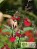 Salvia x 'Elk Crimson Spires'