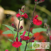 Salvia x 'Elk Crimson Spires'